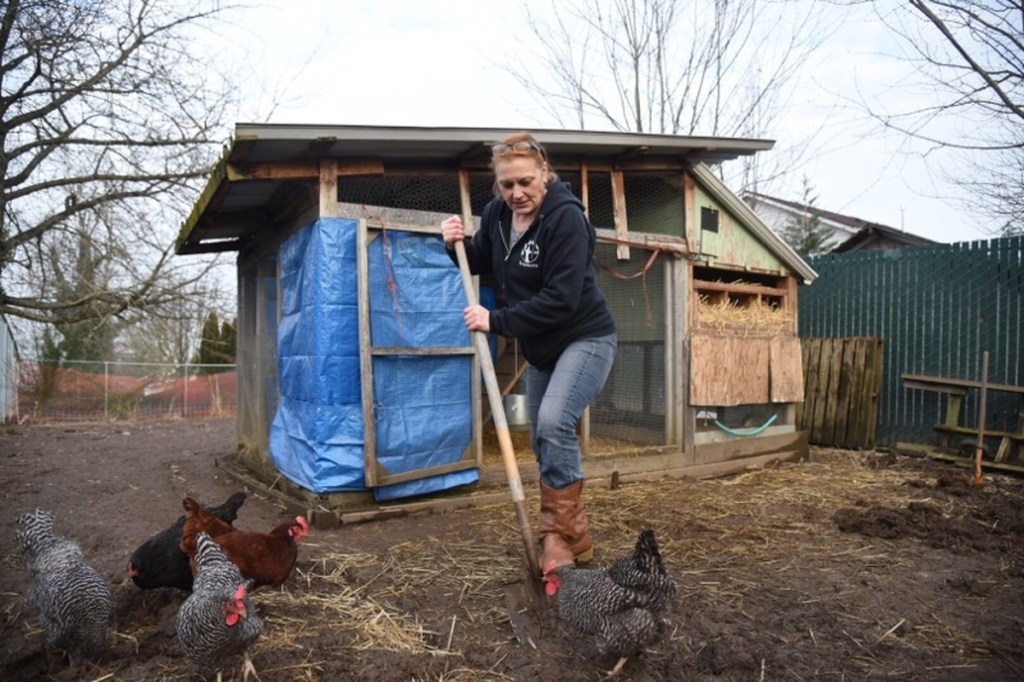 Cathy Haas cleans the chicken coop at Cathedral Gardens, a low-income apartment complex in St. Johns. Out-of-state property owners have warned the chickens must go. Photo by Joe Riedl.